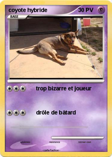 Pokemon coyote hybride