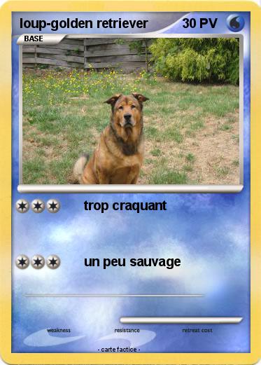 Pokemon loup-golden retriever