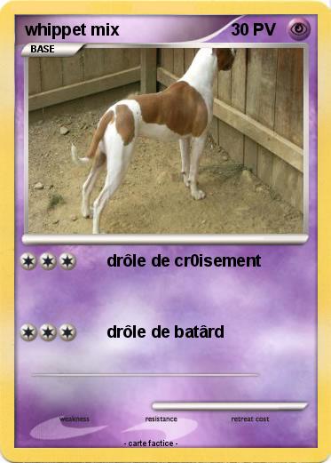 Pokemon whippet mix