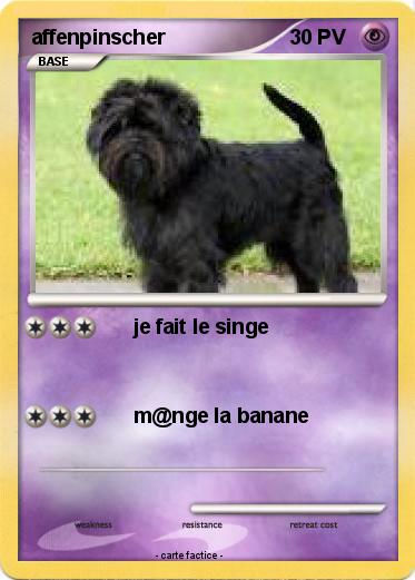 Pokemon affenpinscher