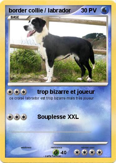 Pokemon border collie / labrador