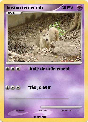Pokemon boston terrier mix