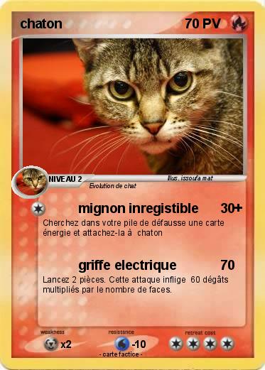 Pokemon chaton
