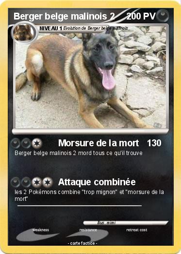 Pokemon Berger belge malinois 2