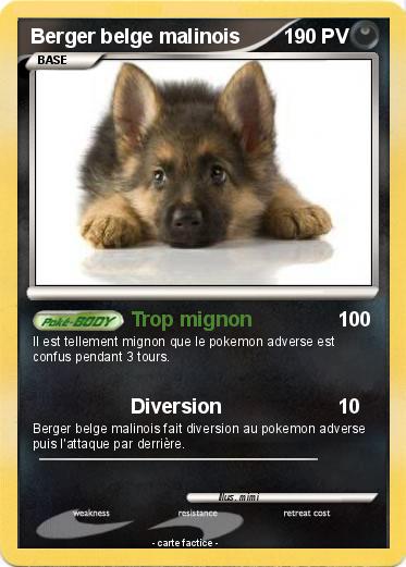 Pokemon Berger belge malinois