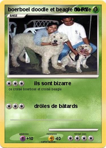 Pokemon boerboel doodle et beagle doodle