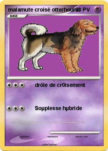 Pokemon malamute croisé otterhound