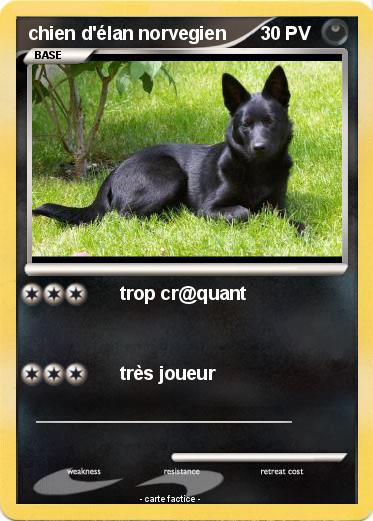 Pokemon chien d'élan norvegien