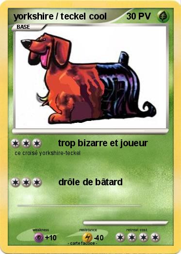 Pokemon yorkshire / teckel cool