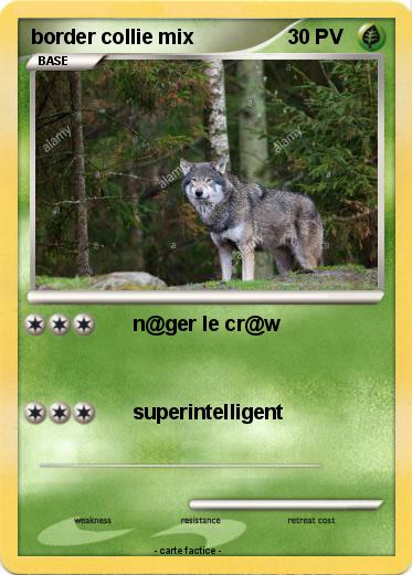 Pokemon border collie mix