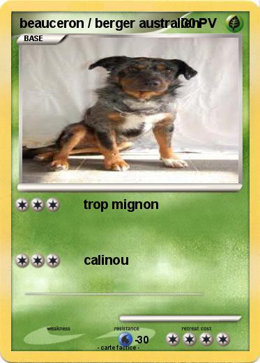 Pokemon beauceron / berger australien