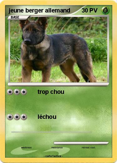 Pokemon jeune berger allemand