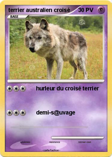 Pokemon terrier australien croisé