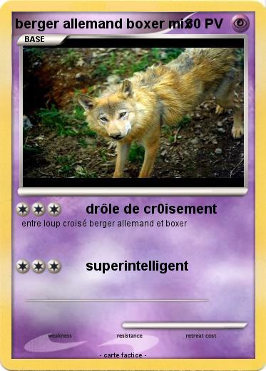 Pokemon berger allemand boxer mix