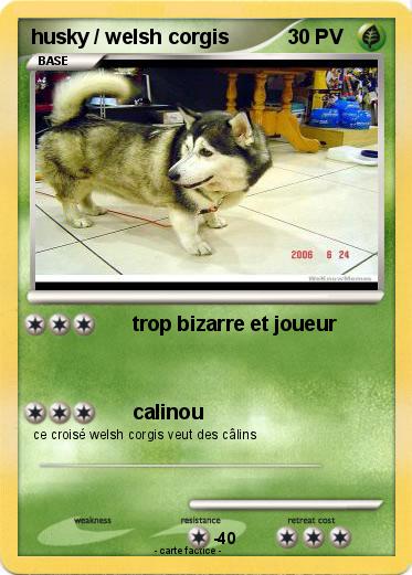 Pokemon husky / welsh corgis