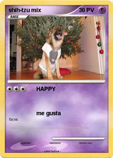 Pokemon shih-tzu mix