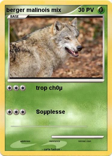 Pokemon berger malinois mix