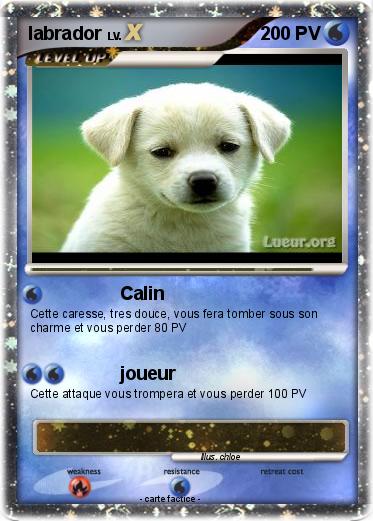 Pokemon labrador