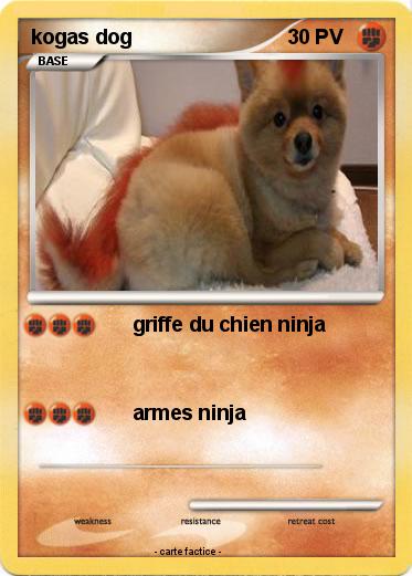 Pokemon kogas dog