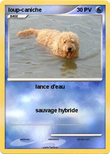 Pokemon loup-caniche