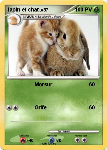 Pokemon lapin et chat