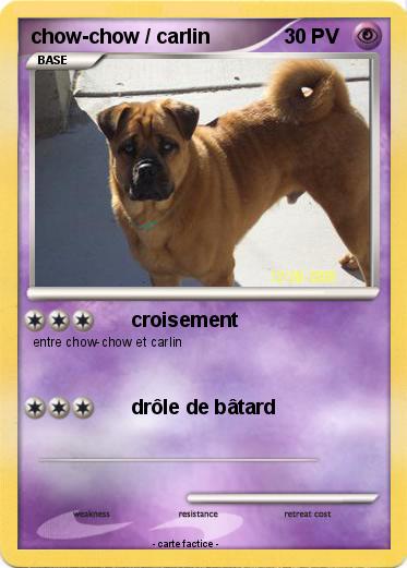 Pokemon chow-chow / carlin