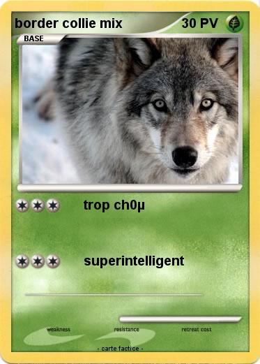 Pokemon border collie mix