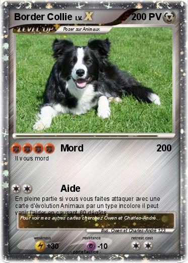 Pokemon Border Collie