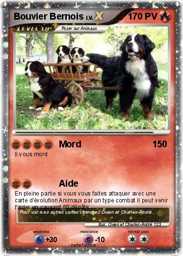 Pokemon Bouvier Bernois