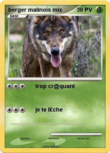 Pokemon berger malinois mix