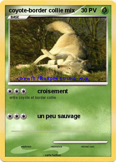 Pokemon coyote-border collie mix