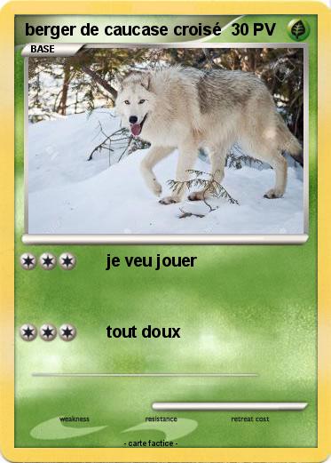 Pokemon berger de caucase croisé