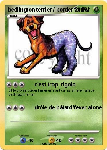 Pokemon bedlington terrier / border terrier