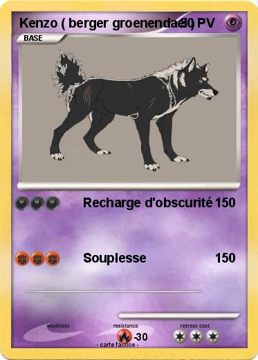 Pokemon Kenzo ( berger groenendael )