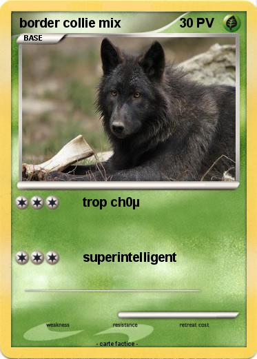 Pokemon border collie mix