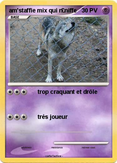 Pokemon am'staffie mix qui r£niffe