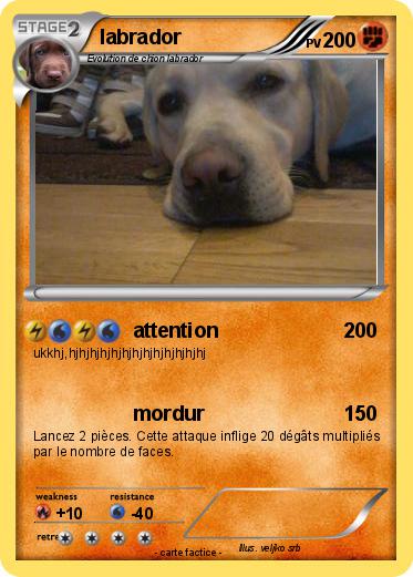Pokemon labrador