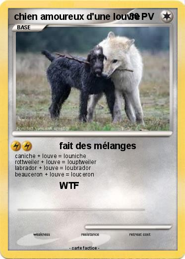 Pokemon chien amoureux d'une louvre