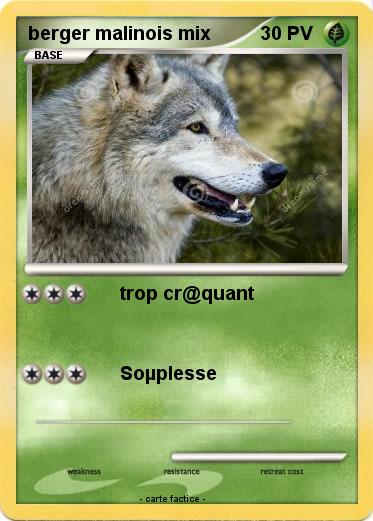 Pokemon berger malinois mix