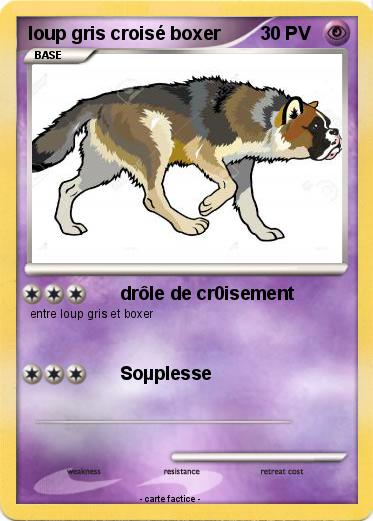 Pokemon loup gris croisé boxer