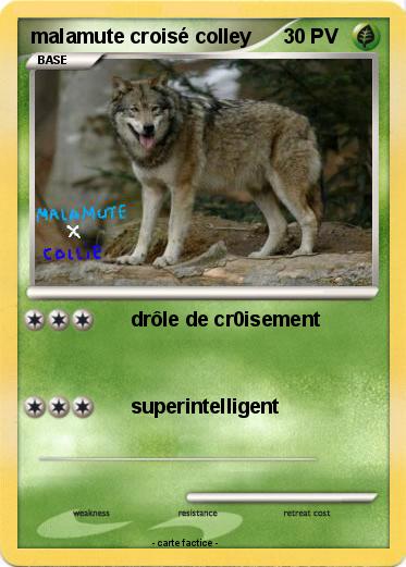 Pokemon malamute croisé colley