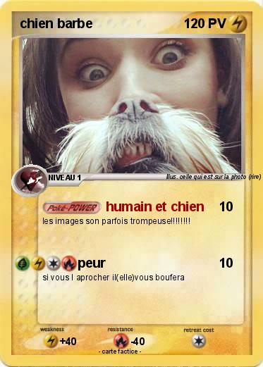 Pokemon chien barbe