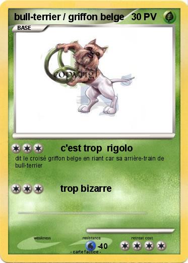 Pokemon bull-terrier / griffon belge