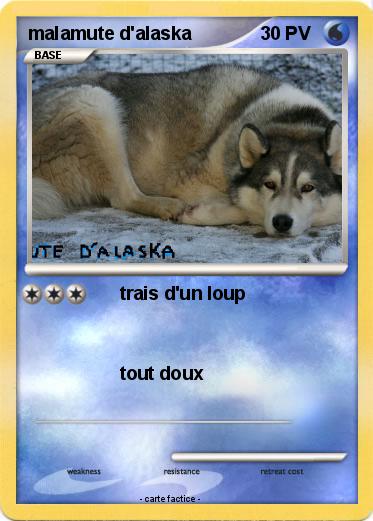 Pokemon malamute d'alaska