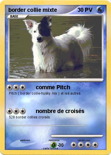 Pokemon border collie mixte