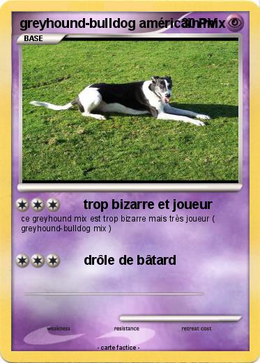 Pokemon greyhound-bulldog américain mix