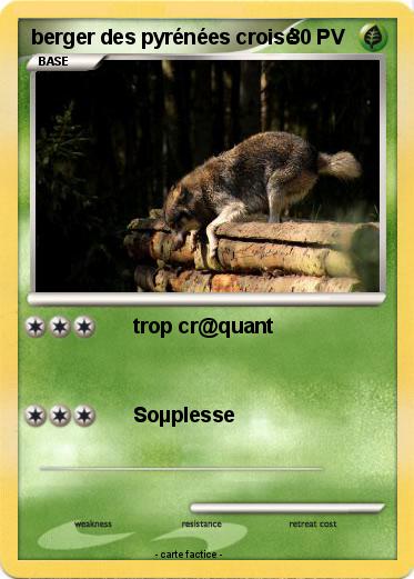 Pokemon berger des pyrénées croisé