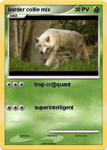 Pokemon border collie mix