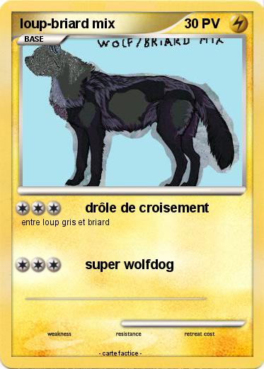 Pokemon loup-briard mix