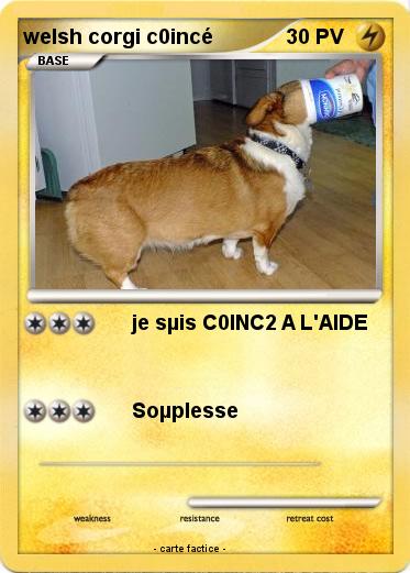 Pokemon welsh corgi c0incé